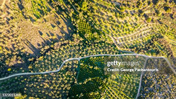 top down aerial photo of road crossing through orange tree area early in the morning - citrus grove - fotografias e filmes do acervo