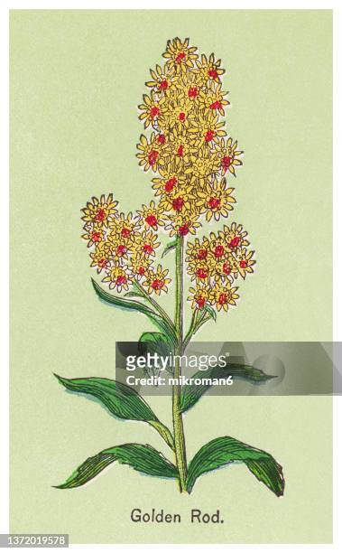 old chromolithograph illustration of solidago or goldenrod - goldenrod stock pictures, royalty-free photos & images