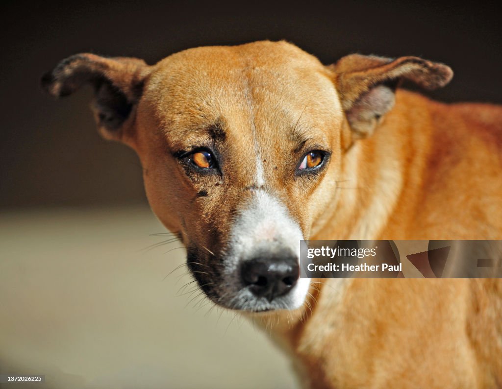 Close-up of the scarred face of a stray dog in Mexico