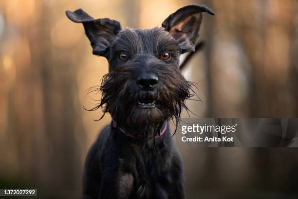 funny dog ​​portrait - animal nose stock pictures, royalty-free photos & images