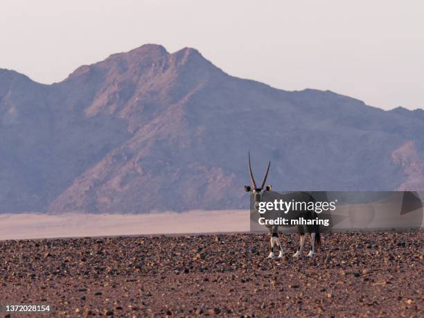 oryx - gemsbok - oryx stock pictures, royalty-free photos & images