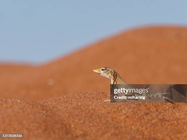 lézard au museau de pelle - désert du namib photos et images de collection