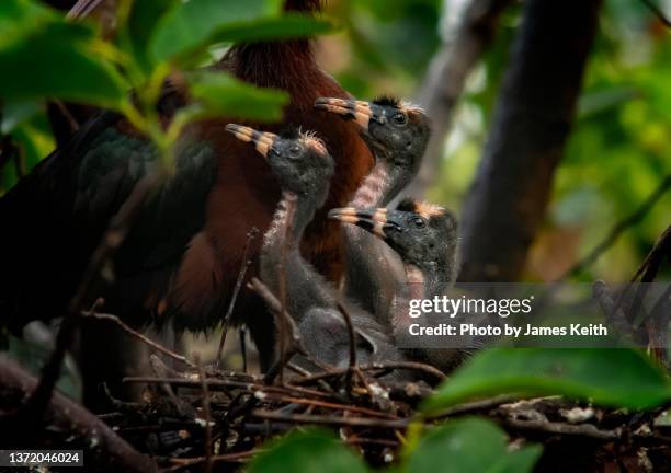 Ibis Example Ibis Photos and Premium High Res Pictures - Getty Images