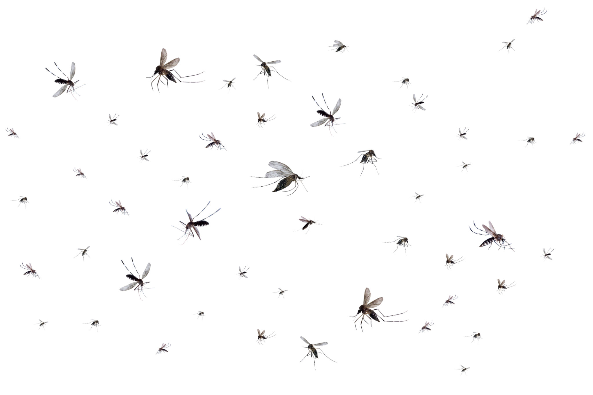mosquitoes flies