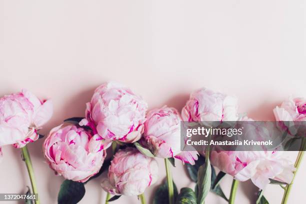 pink paper and pink peonies flowers minimalist flatlay. - pfingstrose stock-fotos und bilder