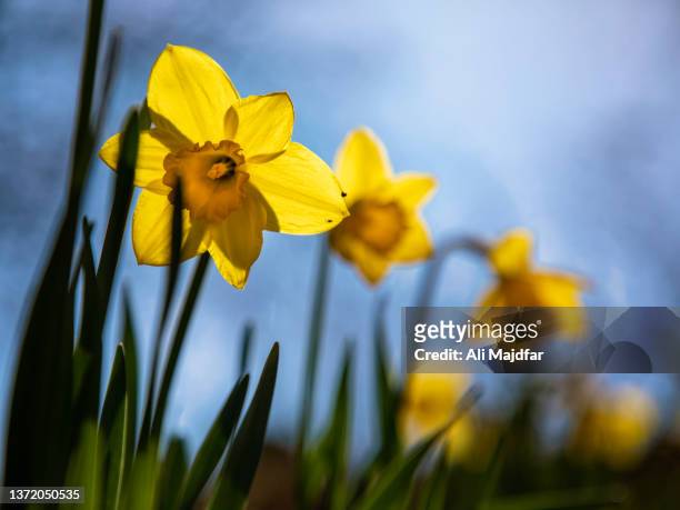 daffodils - narcissus mythological character 個照片及圖片檔