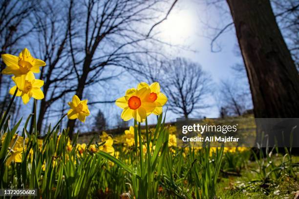 daffodils - landschaft sommer freigestellt stock-fotos und bilder