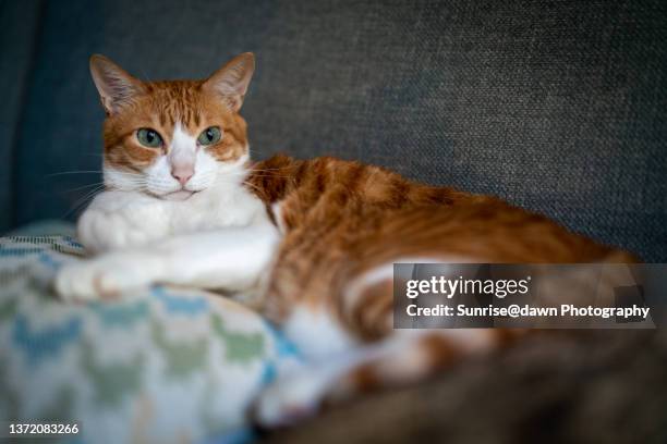 a cute orange pet cat sitting on a sofa - mongrel cat stock pictures, royalty-free photos & images