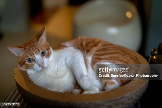 a cute orange pet cat lying in a car bowl - mongrel cat stock pictures, royalty-free photos & images