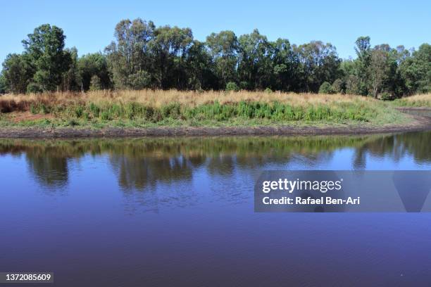 reflection of trees and plants in a lake - australia summer reflection foto e immagini stock