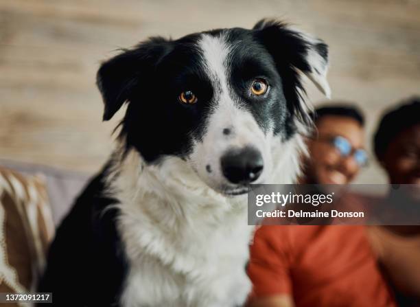 foto de un border collie sentado en la sala de estar de su casa mientras sus dueños se relajan detrás de él - collie fotografías e imágenes de stock