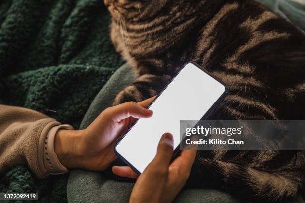 close-up of woman using phone focusing on the phone with her pet on the background - cats on the bed stock pictures, royalty-free photos & images