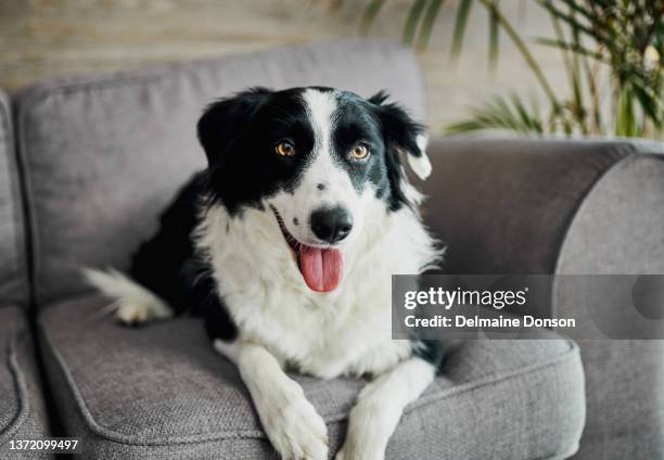 shot of a border collie lying on the sofa in the living room at home - collie stock pictures, royalty-free photos & images