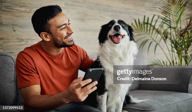 shot of a handsome young man sitting with his border collie in the living room and using his cellphone - loyalty bildbanksfoton och bilder