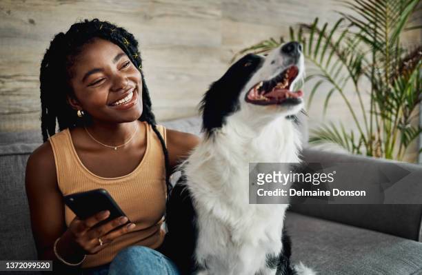 shot of an attractive young woman sitting with her border collie in the living room and using her cellphone - border collie stock pictures, royalty-free photos & images
