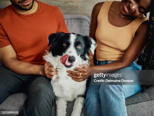 cropped shot of an unrecognisable couple sitting on the sofa at home with their border collie - curly dog stock pictures, royalty-free photos & images