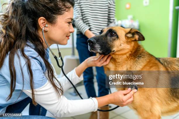 little girl with her pet at the veterinarian's office. - alsation stockfoto's en -beelden