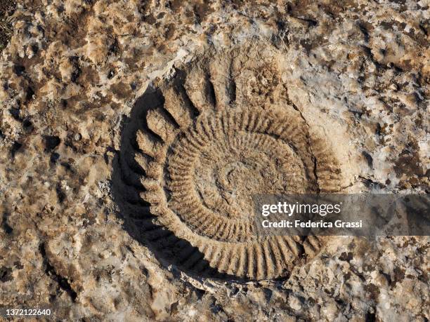 fossil ammonite along the route of the ammonites at torcal de antequera, andalusia, spain. - ammonite - fotografias e filmes do acervo