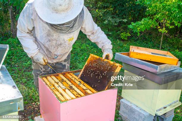 a person in beekeeper suit taking honey from hive - serbia tradition stock pictures, royalty-free photos & images