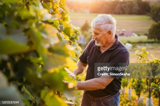 senior man examining vine plants in vineyard - wijnbouw stockfoto's en -beelden