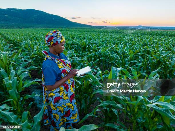 black african female farmer in traditional clothing using a digital tablet monitoring a large corn crop. irrigation in background - south african culture photos et images de collection