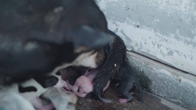 Animals Giving Birth Videos and HD Footage - Getty Images Animals Giving Birth Videos and HD Footage - Getty Images