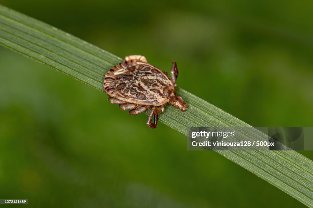 Male Adult Cayenne Tick,Close-up of dragonfly on leaf