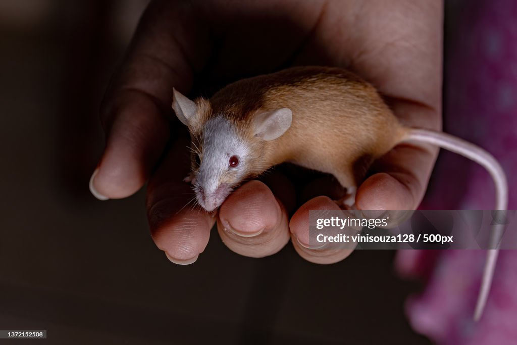 Small House Mouse,Cropped hand holding field rat