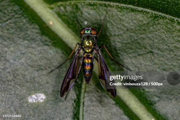 adult long-legged fly,close-up of insect on leaf - dolichopodidae stock pictures, royalty-free photos & images