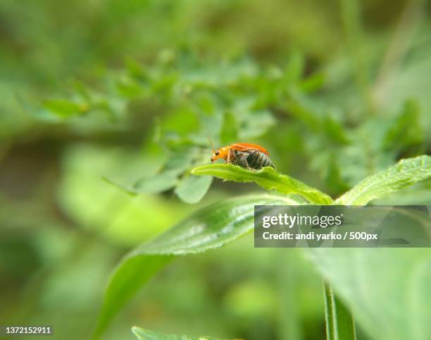 Cucurbit Insects 70 Cucurbit Stock Photos, High-Res Pictures, and Images - Getty Images