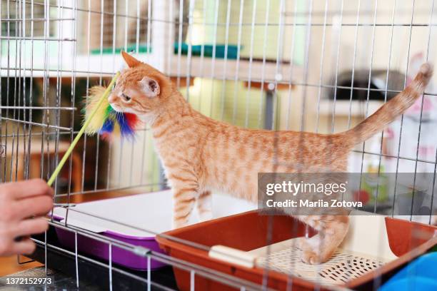 a beautiful smooth-haired red cat is sitting in a cage in an animal shelter - shelter cat photos et images de collection