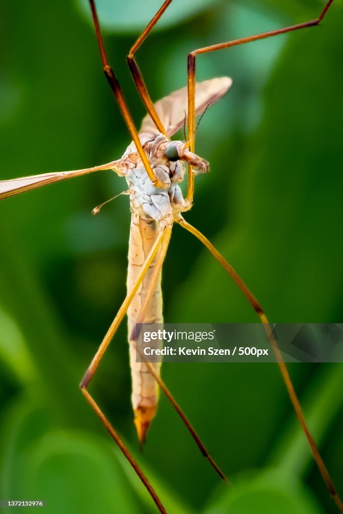 Crane Fly Tipulidae,Close-up of insect on plant,Cazenovia Park,United States,USA