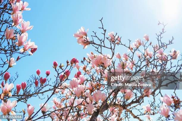 blooming pink magnolias on a blue sky on a sunny day - february stock pictures, royalty-free photos & images
