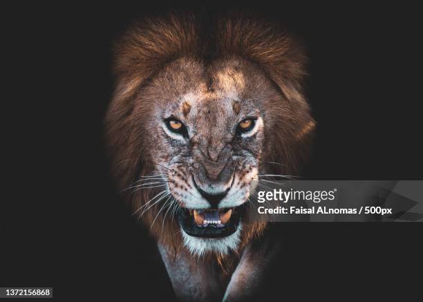 the angry face,portrait of tiger against black background,maasai mara,kenya - tiger cu portrait stock pictures, royalty-free photos & images