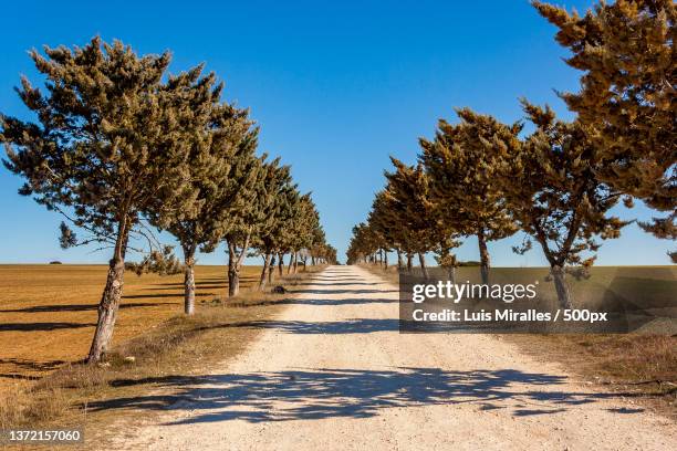 camino al infinito,trees on field against clear sky,spain - infinito stock pictures, royalty-free photos & images