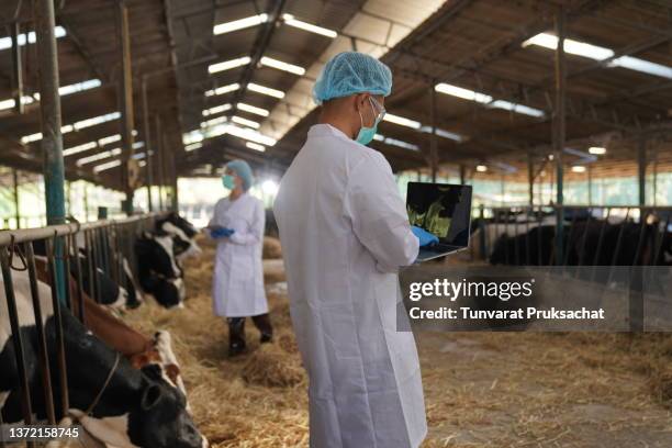 a veterinarian works on a dairy farm. - vaccination barn asian stock pictures, royalty-free photos & images