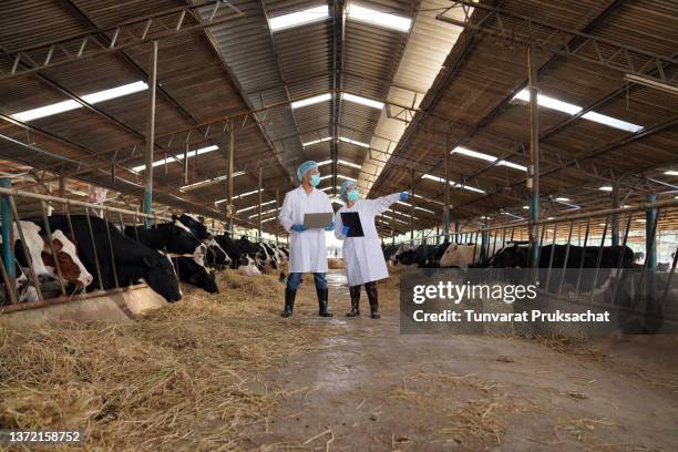 a veterinarian works on a dairy farm. - vaccination barn asian stock pictures, royalty-free photos & images