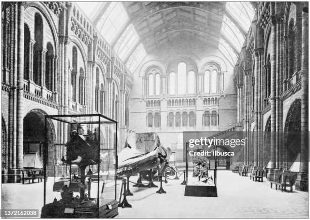 antike fotografie von london: museum of natural history - naturhistorisches museum von london stock-grafiken, -clipart, -cartoons und -symbole