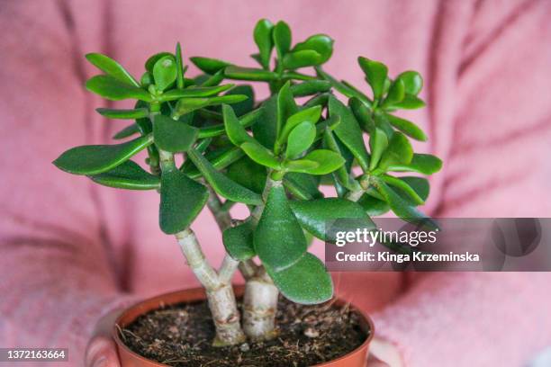 succulent plant - crassula stock pictures, royalty-free photos & images