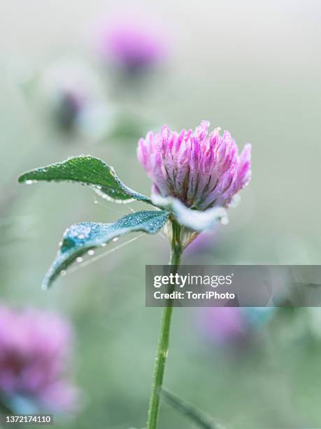 close-up wet pink flower against green blurred background in garden - clover sprouts stock pictures, royalty-free photos & images