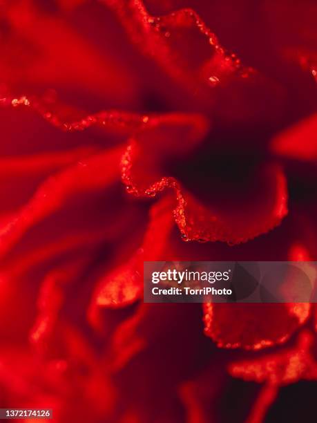 close-up red poppy petals with dew at sunny day - single flower in field stock pictures, royalty-free photos & images