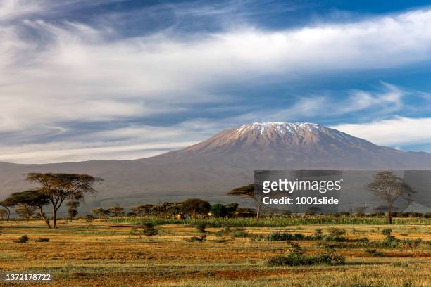 kilimanjaro with acacia trees - mt kilimanjaro stock pictures, royalty-free photos & images