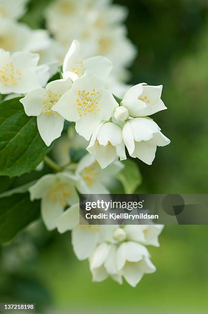 jasmine - jasmine stock pictures, royalty-free photos & images