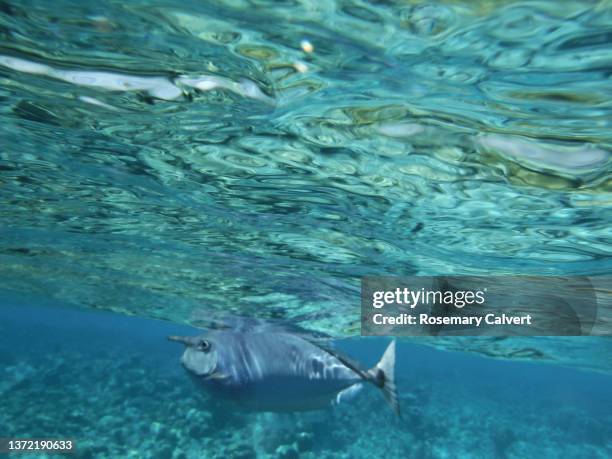 blue-spine unicornfish (naso unicornis) swimming, maldives. - naso unicornis stock pictures, royalty-free photos & images