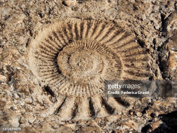 fossil ammonite along the route of the ammonites at torcal de antequera, andalusia, spain. - amonite imagens e fotografias de stock
