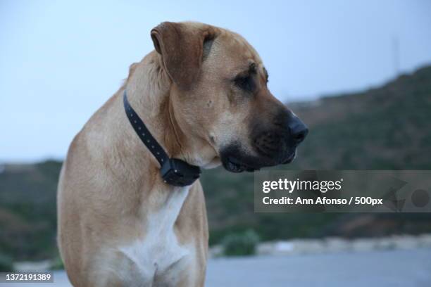 close-up of mixed looking away against sky,tenerife,santa cruz de tenerife,spain - boerboel stock-fotos und bilder