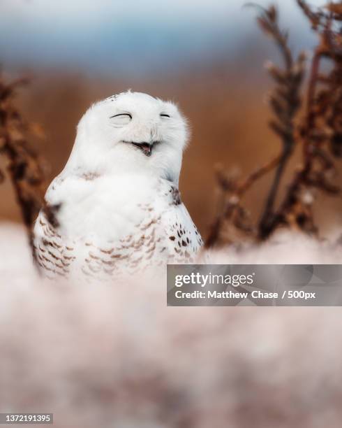 smiling snowy owl,close-up of snowy owl perching on field - búho nival fotografías e imágenes de stock