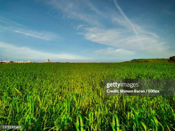 Lay Backing 40 Layback Stock Photos, High-Res Pictures, and Images - Getty Images