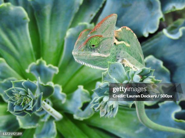 vibrant chameleon on succulent,close-up of chameleon on plant,seven points,texas,united states,usa - chameleon bildbanksfoton och bilder