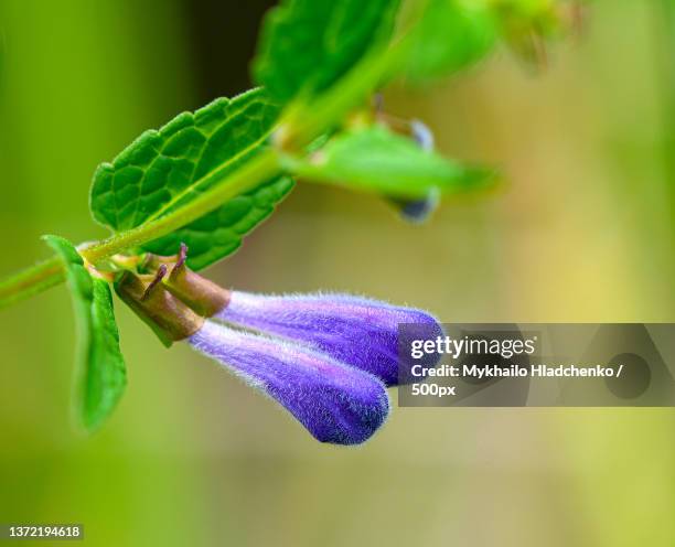 close-up of purple flower buds,zakarpattia,ukraine - calotte photos et images de collection